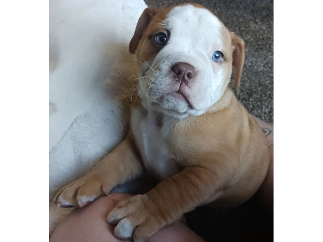 Registered Olde English Bulldoge puppies for sale - 7/12