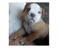 Registered Olde English Bulldoge puppies for sale - 7