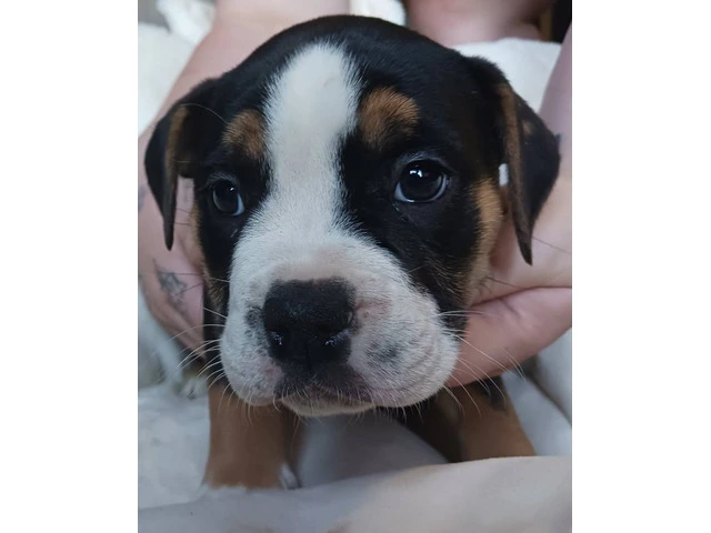 Registered Olde English Bulldoge puppies for sale - 8/12