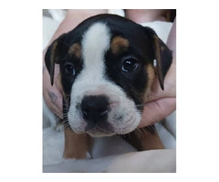 Registered Olde English Bulldoge puppies for sale - 8