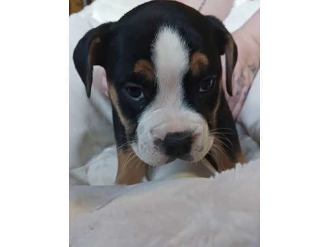 Registered Olde English Bulldoge puppies for sale - 9/12