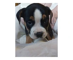 Registered Olde English Bulldoge puppies for sale - 9