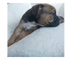 Registered Olde English Bulldoge puppies for sale - 10
