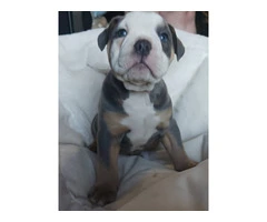 Registered Olde English Bulldoge puppies for sale - 11