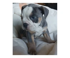 Registered Olde English Bulldoge puppies for sale - 12