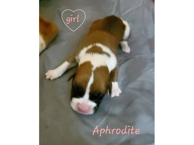 Boxer puppies great quality pets - 3/7