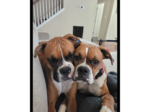 Boxer puppies great quality pets - 7/7