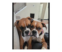 Boxer puppies great quality pets - 7