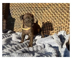 Smooth coat Patterdale Terrier puppies for sale