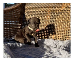 Smooth coat Patterdale Terrier puppies for sale - 2