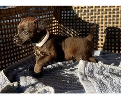 Smooth coat Patterdale Terrier puppies for sale - 3