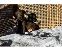 Smooth coat Patterdale Terrier puppies for sale - 4