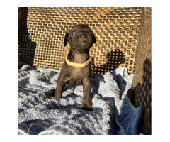 Smooth coat Patterdale Terrier puppies for sale - 5