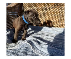 Smooth coat Patterdale Terrier puppies for sale - 8