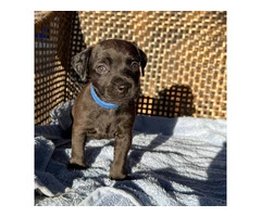Smooth coat Patterdale Terrier puppies for sale - 9
