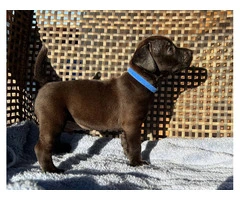 Smooth coat Patterdale Terrier puppies for sale - 10