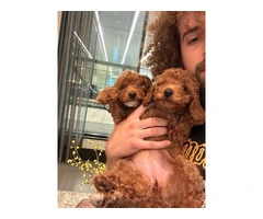 2 beautiful Miniature Poodles for Sale