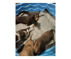 4 Longhaired Dachshund puppies for sale