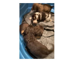 4 Longhaired Dachshund puppies for sale - 2
