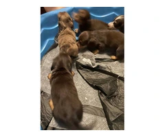 4 Longhaired Dachshund puppies for sale - 4