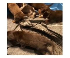 4 Longhaired Dachshund puppies for sale - 5