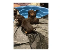 4 Longhaired Dachshund puppies for sale - 7