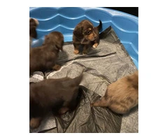 4 Longhaired Dachshund puppies for sale - 8
