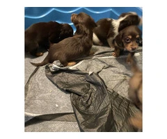 4 Longhaired Dachshund puppies for sale - 9
