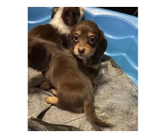 4 Longhaired Dachshund puppies for sale - 10