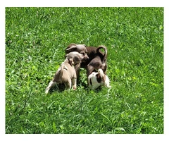 Beautiful and healthy Chihuahua puppies - 2