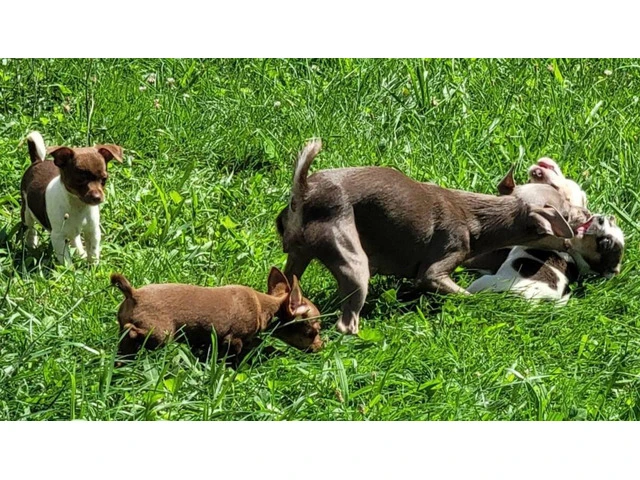 Beautiful and healthy Chihuahua puppies - 4/6