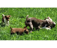 Beautiful and healthy Chihuahua puppies - 4