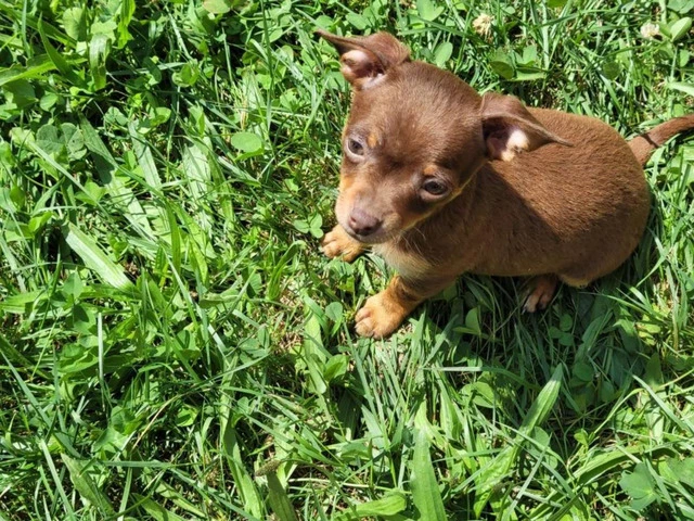 Beautiful and healthy Chihuahua puppies - 5/6