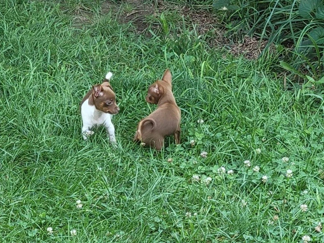 Beautiful and healthy Chihuahua puppies - 6/6