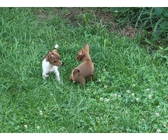 Beautiful and healthy Chihuahua puppies - 6