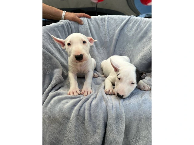 Bull Terriers for sale - 1/9