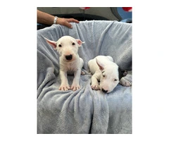Bull Terriers for sale