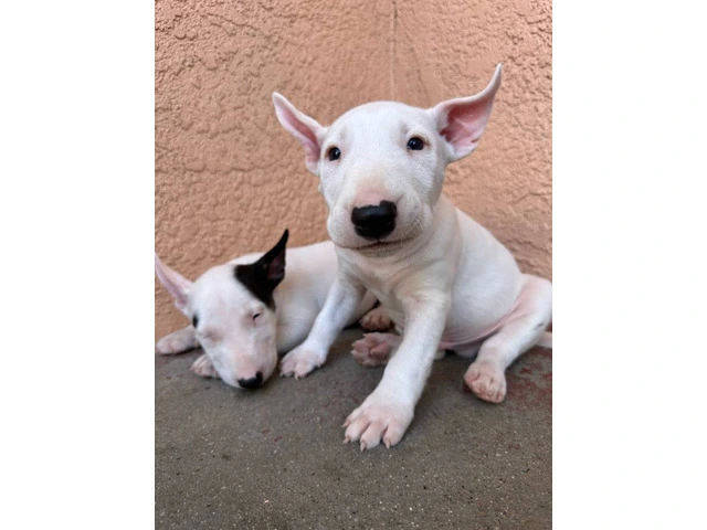 Bull Terriers for sale - 2/9