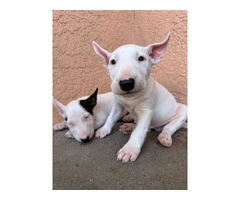 Bull Terriers for sale - 2