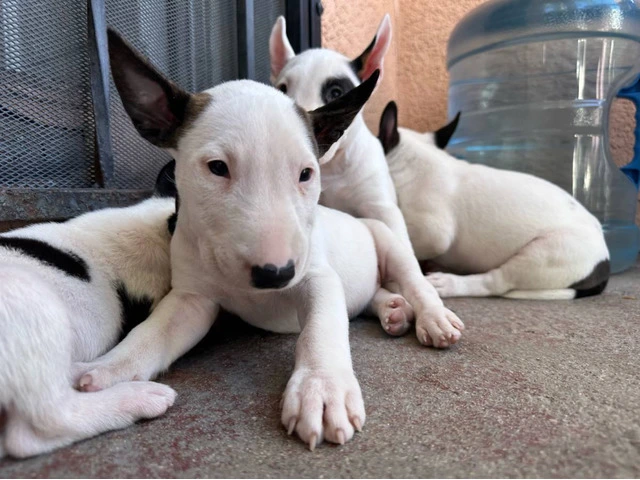 Bull Terriers for sale - 3/9