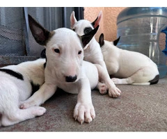 Bull Terriers for sale - 3