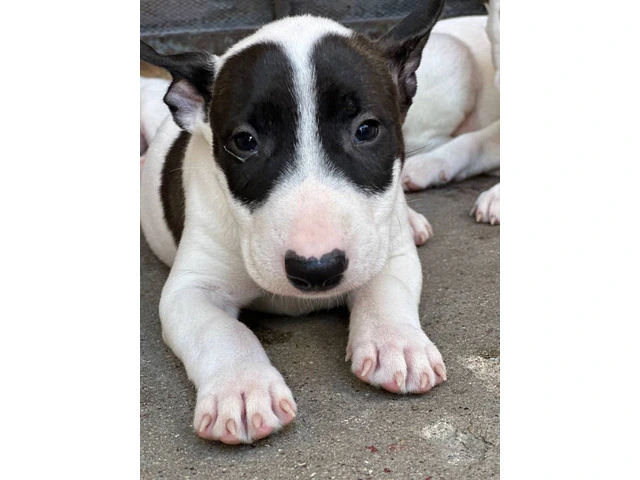 Bull Terriers for sale - 4/9