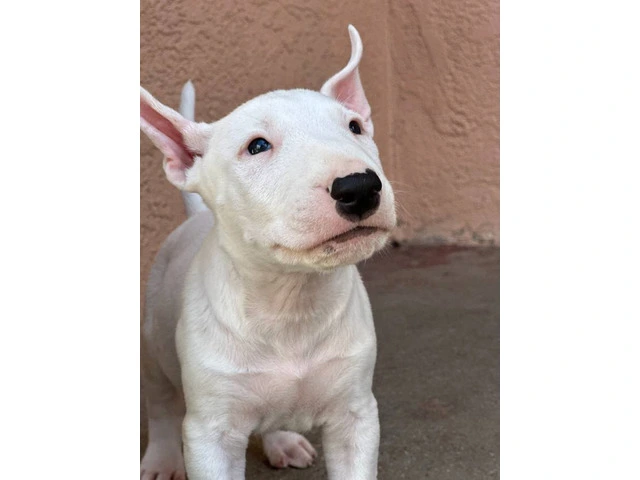 Bull Terriers for sale - 5/9
