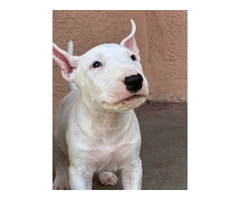 Bull Terriers for sale - 5