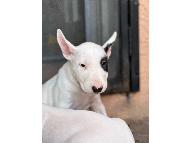Bull Terriers for sale - 6/9