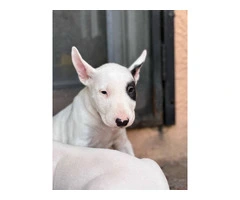 Bull Terriers for sale - 6