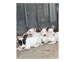 Bull Terriers for sale - 7