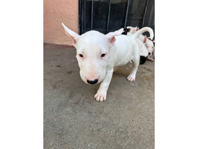 Bull Terriers for sale - 8/9