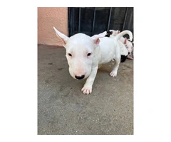 Bull Terriers for sale - 8