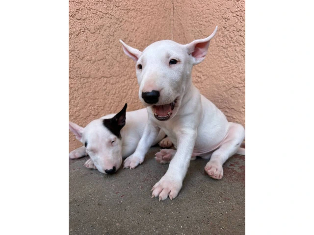 Bull Terriers for sale - 9/9